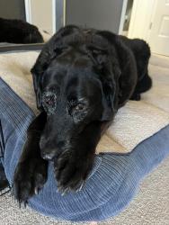 Lost Female Dog last seen Grant Run ests, Grove City, OH 43123
