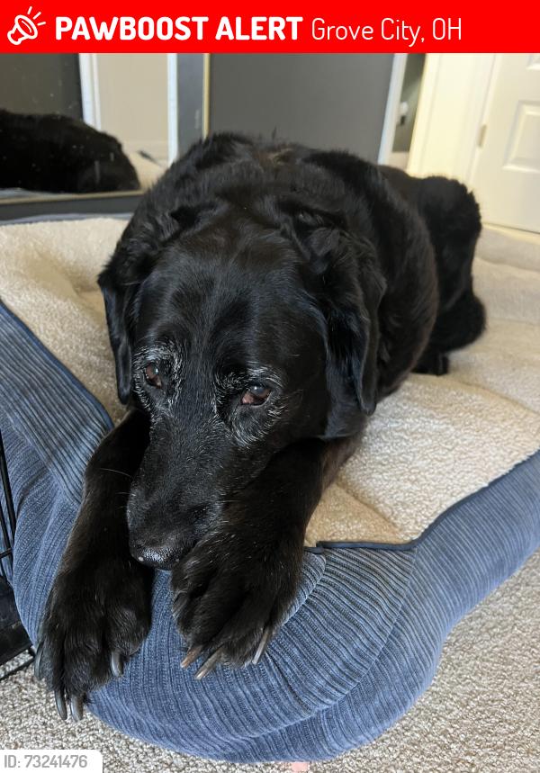 Lost Female Dog last seen Grant Run ests, Grove City, OH 43123