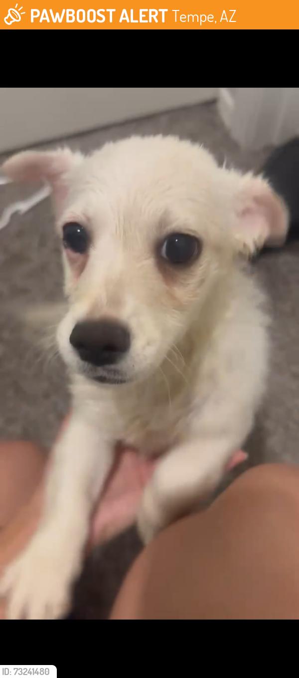 Found/Stray Male Dog last seen Priest and southern, Tempe, AZ 85282
