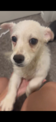 Found/Stray Male Dog last seen Priest and southern, Tempe, AZ 85282
