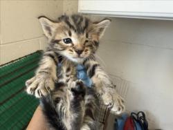 Shelter Stray Male Cat last seen Near BLOCK W BALBIRNIE, 333 Chandler Pl, San Bernardino, CA 92408, USA