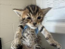 Shelter Stray Male Cat last seen Near BLOCK W BALBIRNIE, 333 Chandler Pl, San Bernardino, CA 92408, USA