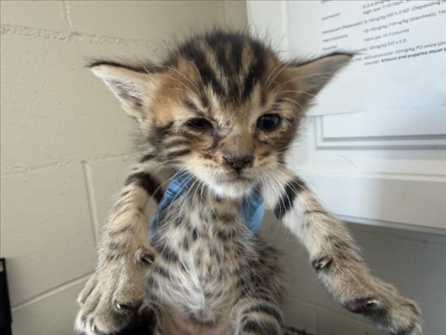 Shelter Stray Male Cat last seen Near BLOCK W BALBIRNIE, 333 Chandler Pl, San Bernardino, CA 92408, USA