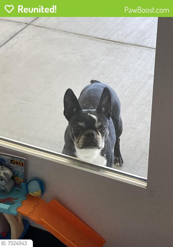 Reunited Female Dog last seen Avenue O, Palmdale, CA 93551