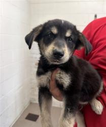 Shelter Stray Male Dog last seen RISLING AND TOKAY, 333 Chandler Pl, San Bernardino, CA 92408, USA