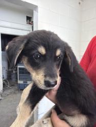 Shelter Stray Male Dog last seen RISLING AND TOKAY, 333 Chandler Pl, San Bernardino, CA 92408, USA