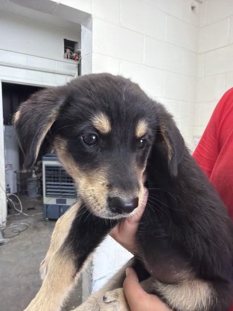 Shelter Stray Male Dog last seen RISLING AND TOKAY, 333 Chandler Pl, San Bernardino, CA 92408, USA