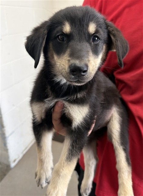 Shelter Stray Female Dog last seen RISLING AND TOKAY, 333 Chandler Pl, San Bernardino, CA 92408, USA