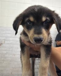 Shelter Stray Male Dog last seen RISLING AND TOKAY, 333 Chandler Pl, San Bernardino, CA 92408, USA