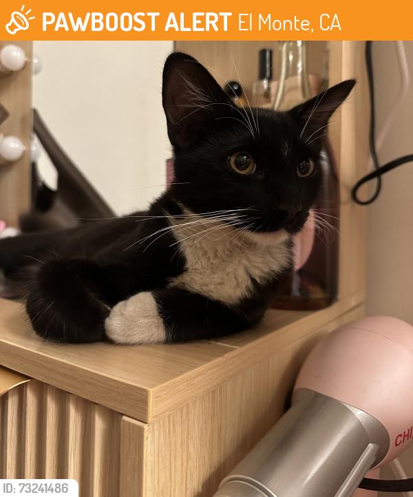 Found/Stray Female Cat last seen Gibson Mariposa Park, Gibson Road, El Monte, CA, El Monte, CA 91731