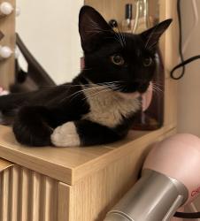 Found/Stray Female Cat last seen Gibson Mariposa Park, Gibson Road, El Monte, CA, El Monte, CA 91731