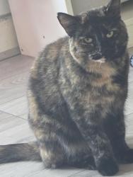 Reunited Female Cat last seen Beal Crescent, Belfield, England OL16 5AA