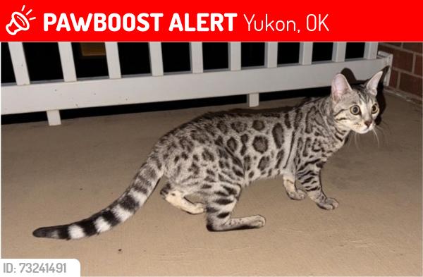 Lost Female Cat last seen By John killpatrick turn pike , and on cue, Yukon, OK 73099