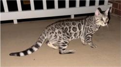 Lost Female Cat last seen By John killpatrick turn pike , and on cue, Yukon, OK 73099
