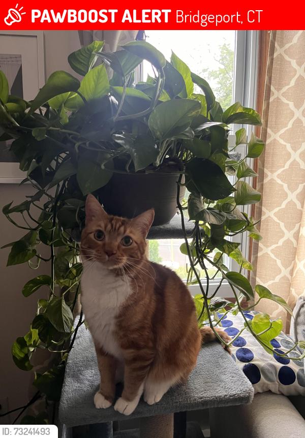 Lost Male Cat last seen Chopsey Hill Road and Trumbull Ave, Bridgeport, CT 06606