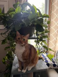 Lost Male Cat last seen Chopsey Hill Road and Trumbull Ave, Bridgeport, CT 06606