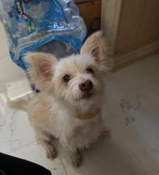 Reunited Female Dog last seen palamos ave, la puente, La Puente, CA 91744