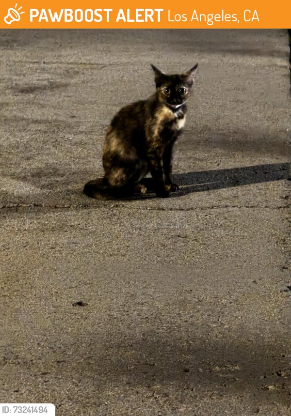 Found/Stray Unknown Cat last seen Exposition blvd, Los Angeles, CA 90016