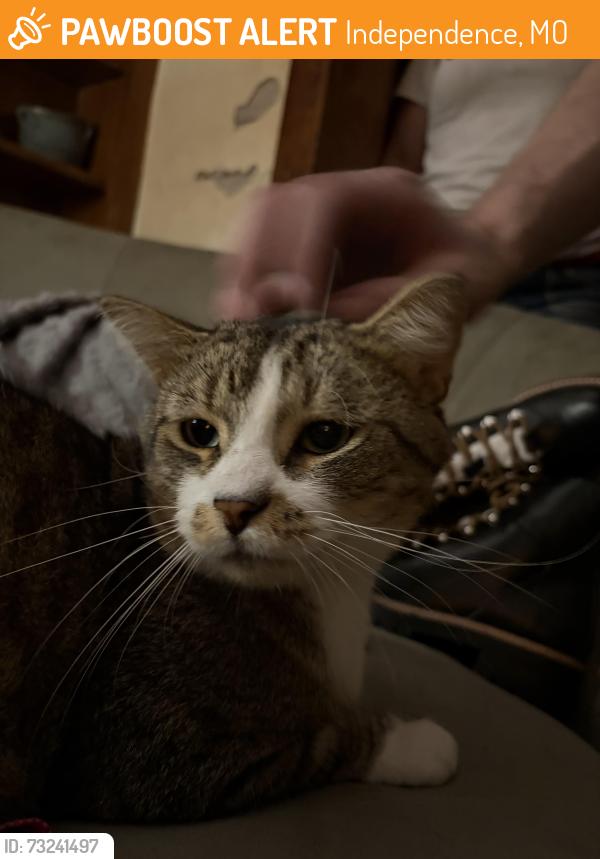 Found/Stray Male Cat last seen South Brookside Ave, Independence, MO 64053