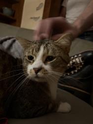Found/Stray Male Cat last seen South Brookside Ave, Independence, MO 64053