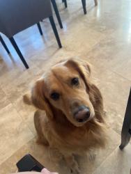 Lost Male Dog last seen Rolling Hills Ranch, Chula Vista, CA 91914