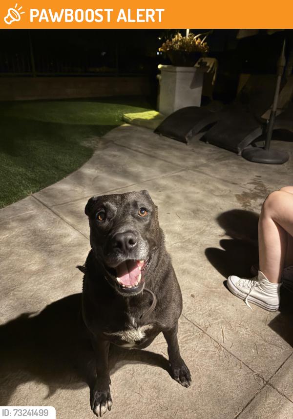 Found/Stray Female Dog last seen Sheffield Park, Riverside County, CA 92563