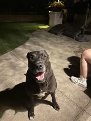 Found/Stray Female Dog last seen Sheffield Park, Riverside County, CA 92563