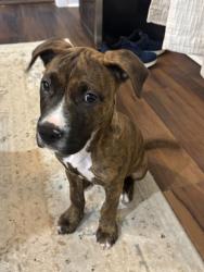 Reunited Male Dog last seen Bay St and Reed St, Scottdale, GA 30079, Scottdale, GA 30079