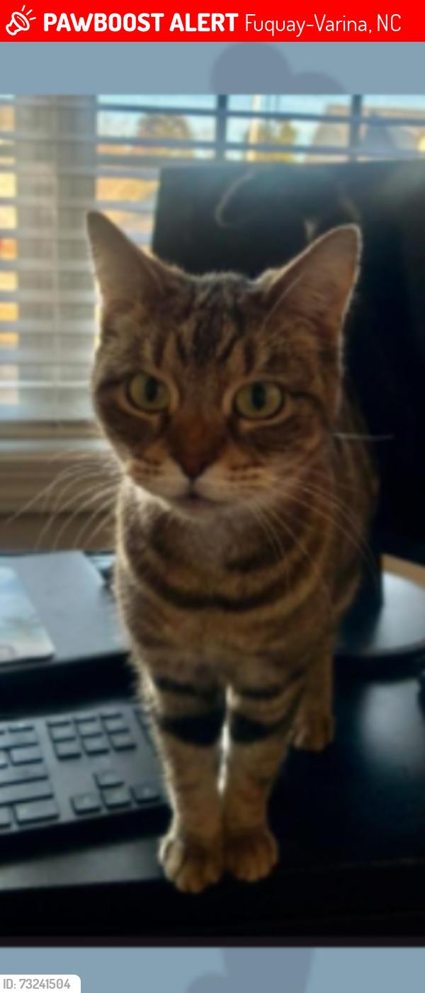 Lost Female Cat last seen Near the corner of Rawls Church road and Atkins road, Fuquay-Varina, NC 27526