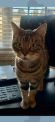 Lost Female Cat last seen Near the corner of Rawls Church road and Atkins road, Fuquay-Varina, NC 27526