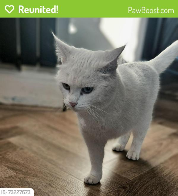 Reunited Female Cat last seen Faywood Road Marple, Marple, England SK6 7DE
