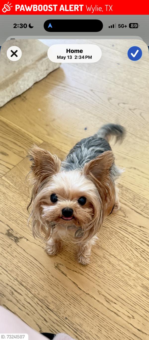 Lost Female Dog last seen Near Eaglescliffe landing, Wylie 75098, Wylie, TX 75098
