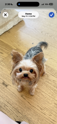 Lost Female Dog last seen Near Eaglescliffe landing, Wylie 75098, Wylie, TX 75098