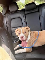 Found/Stray Female Dog last seen Laurel Springs apmts, High Point, NC 27265