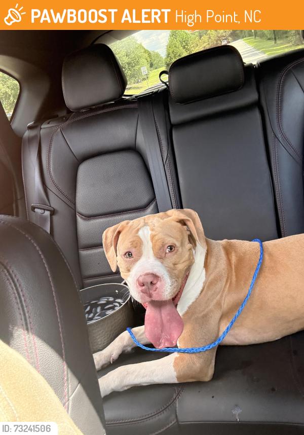 Found/Stray Female Dog last seen Laurel Springs apmts, High Point, NC 27265
