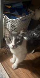 Reunited Female Cat last seen Intersection of Huff street and date street in the water leaf apmts, Vista, CA 92083