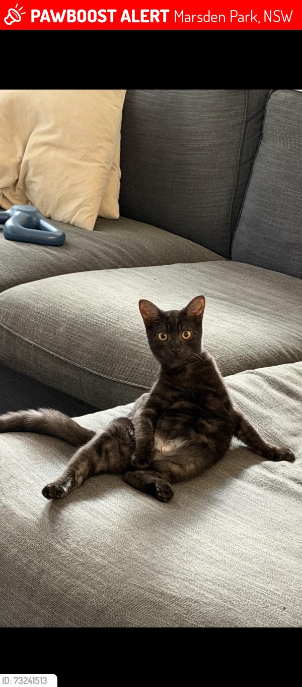 Lost Male Cat last seen Albatross Ave, Marsden Park, NSW 2765