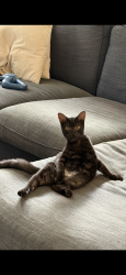Lost Male Cat last seen Albatross Ave, Marsden Park, NSW 2765
