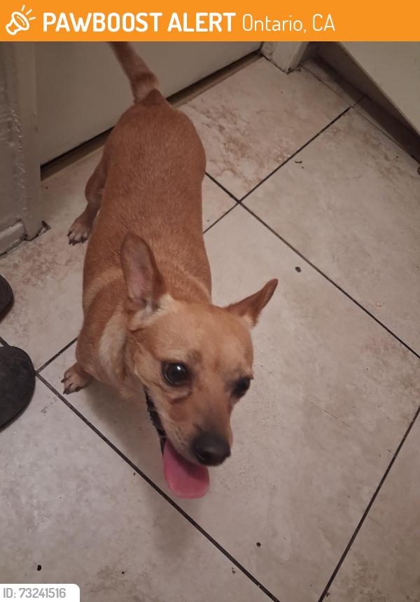 Found/Stray Male Dog last seen 4th and Grove, Ontario, CA 91764