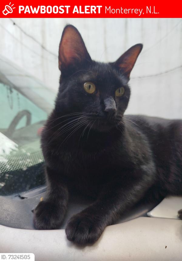 Lost Male Cat last seen Entre calles Topógrafos y Ebanistas, Monterrey, N.L. 64103