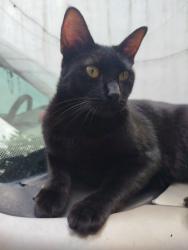 Lost Male Cat last seen Entre calles Topógrafos y Ebanistas, Monterrey, N.L. 64103