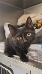 Found/Stray Male Cat last seen junction on huxley road, Greater London, England N18