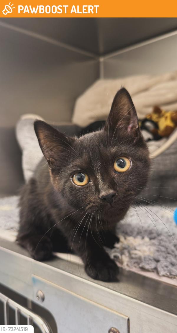 Found/Stray Male Cat last seen junction on huxley road, Greater London, England N18