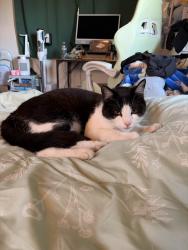 Lost Male Cat last seen Melvin dr, San Jose, CA 95129