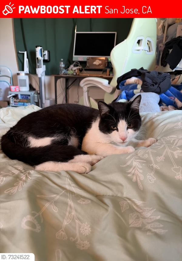 Lost Male Cat last seen Melvin dr, San Jose, CA 95129
