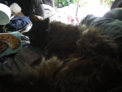 Lost Female Dog last seen Aires road, Eugene, OR 97408