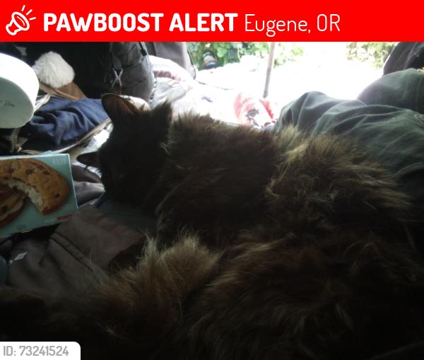Lost Female Dog last seen Aires road, Eugene, OR 97408