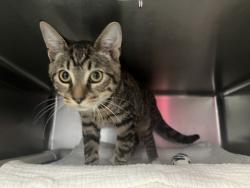 Shelter Stray Female Cat last seen Apt 3K,542 E 79th Street, NEW YORK, NY, 10075, 326 E 110th St, New York, NY 10029, USA