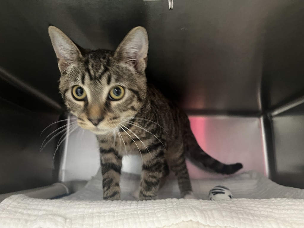 Shelter Stray Female Cat last seen Apt 3K,542 E 79th Street, NEW YORK, NY, 10075, 326 E 110th St, New York, NY 10029, USA