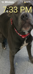 Lost Female Dog last seen STATE HWY 59 IN MERCED CA 95340 OVER BY THE BIKE PATHS 7 11 AM PM GAS STATION, Merced, CA 95341